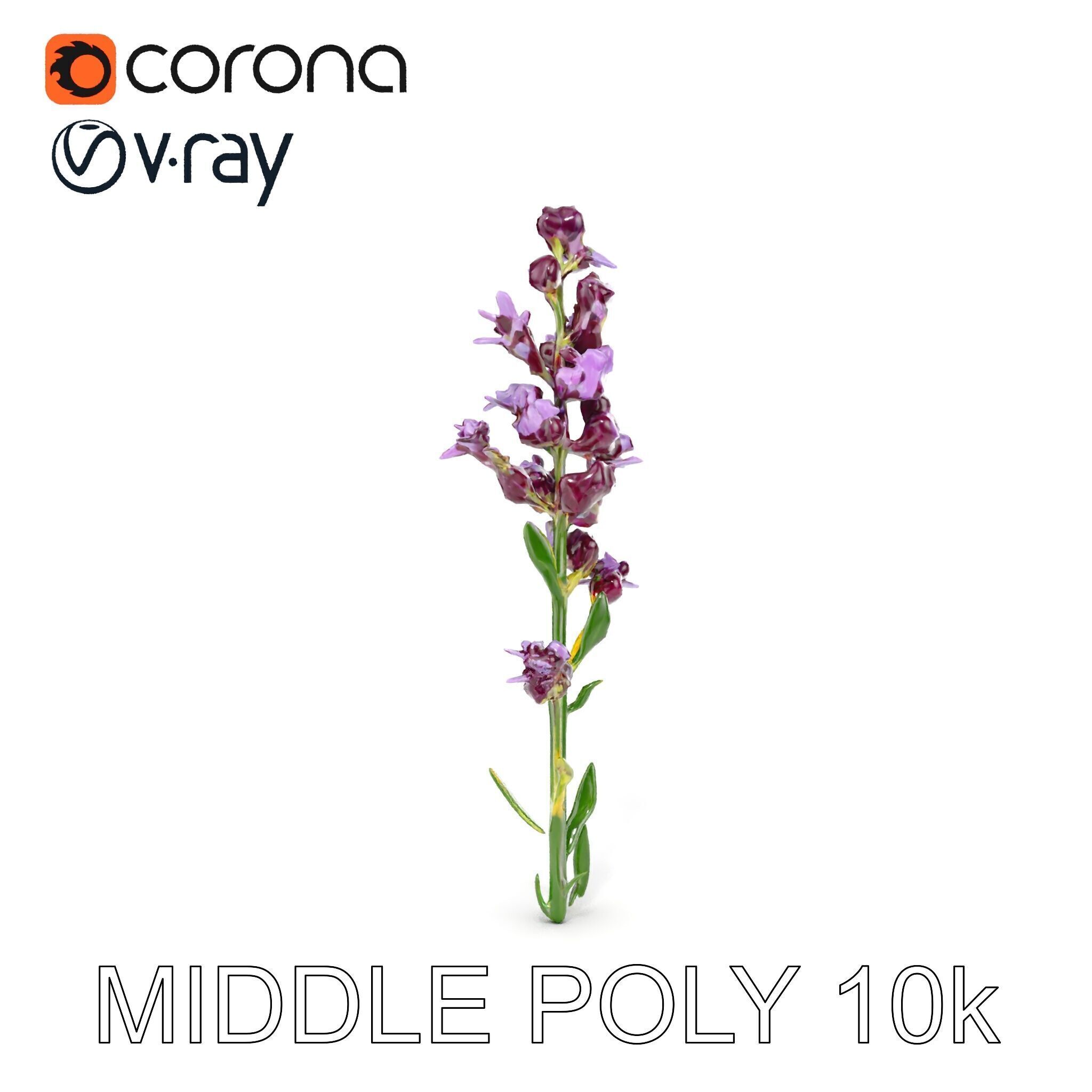 Lavender Flower D Model Pack Low-poly 3D model_22