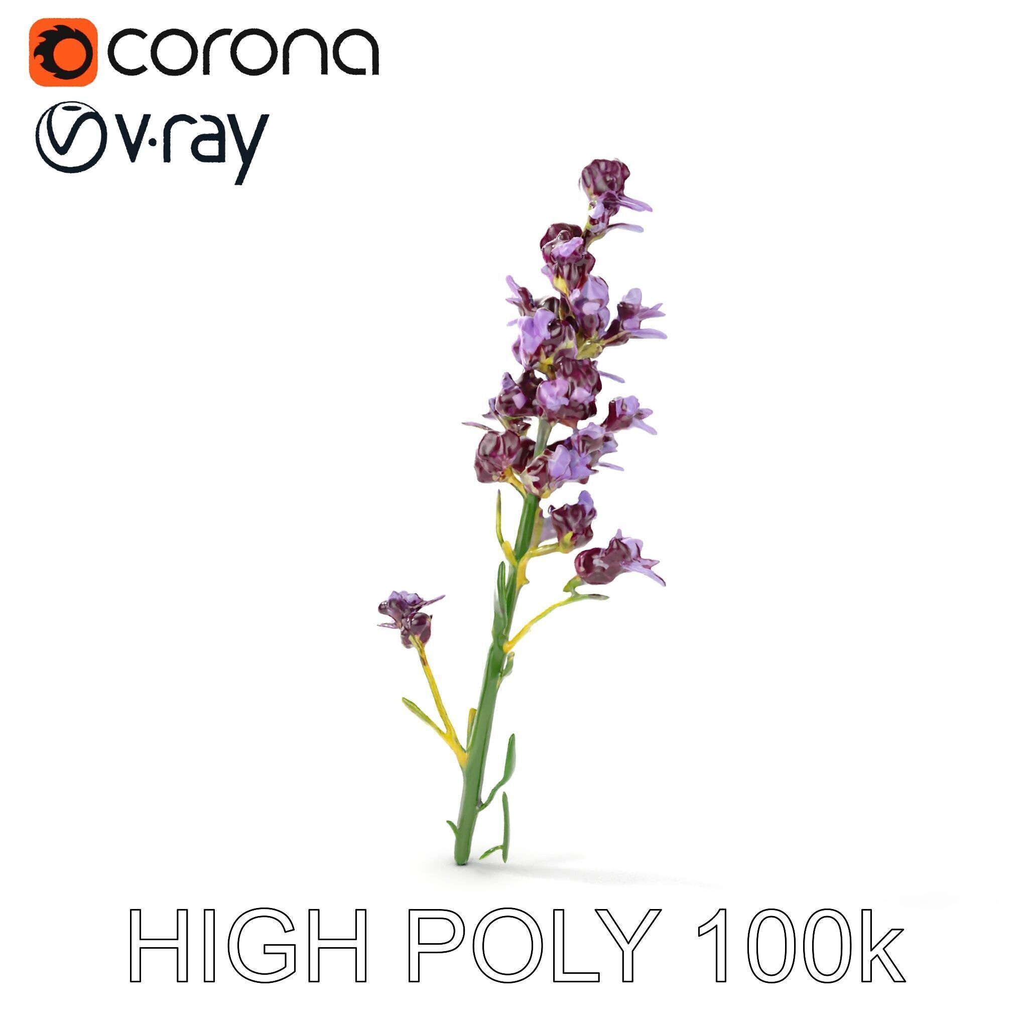 Lavender Flower D Model Pack Low-poly 3D model_27