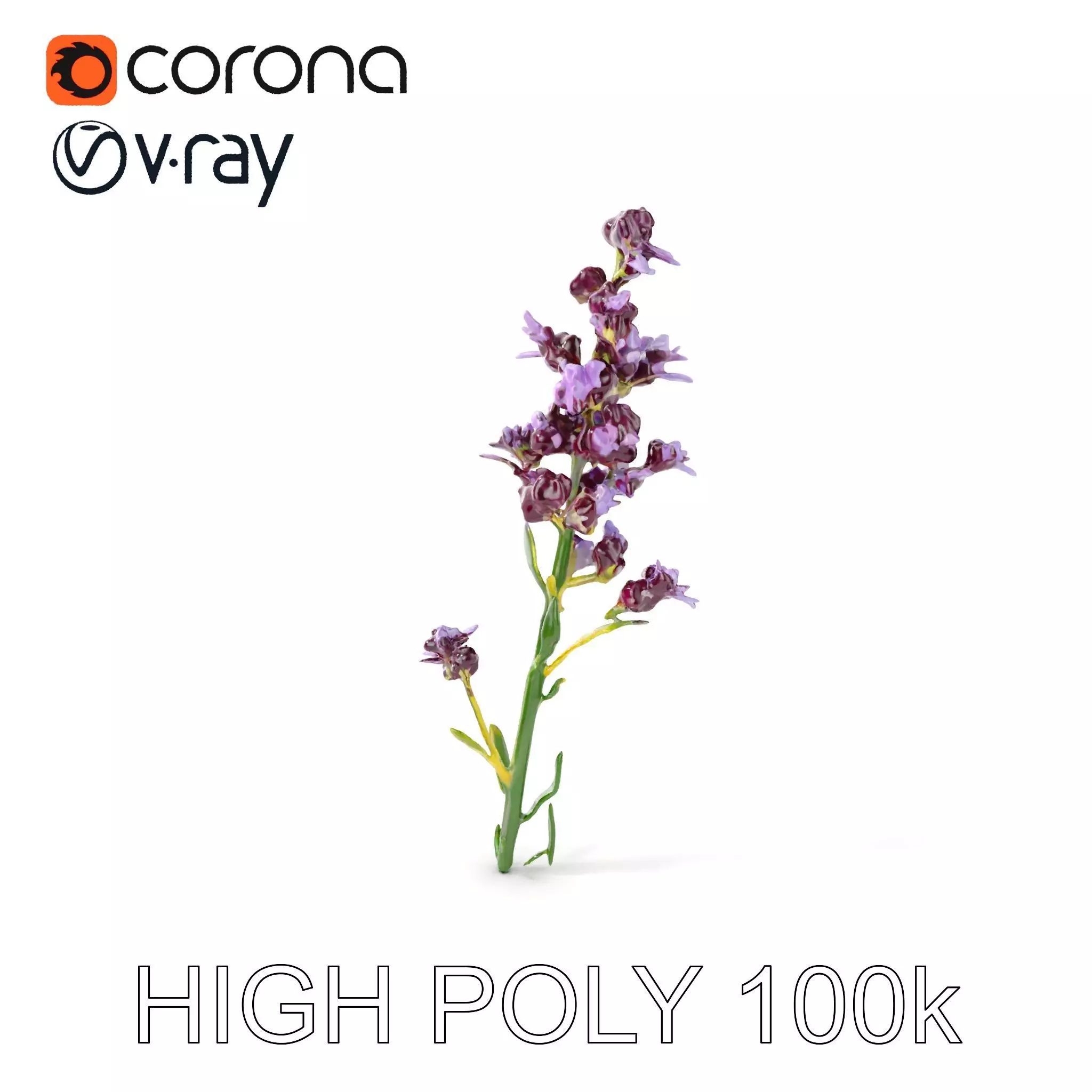 Lavender Flower D Model Pack Low-poly 3D model_0