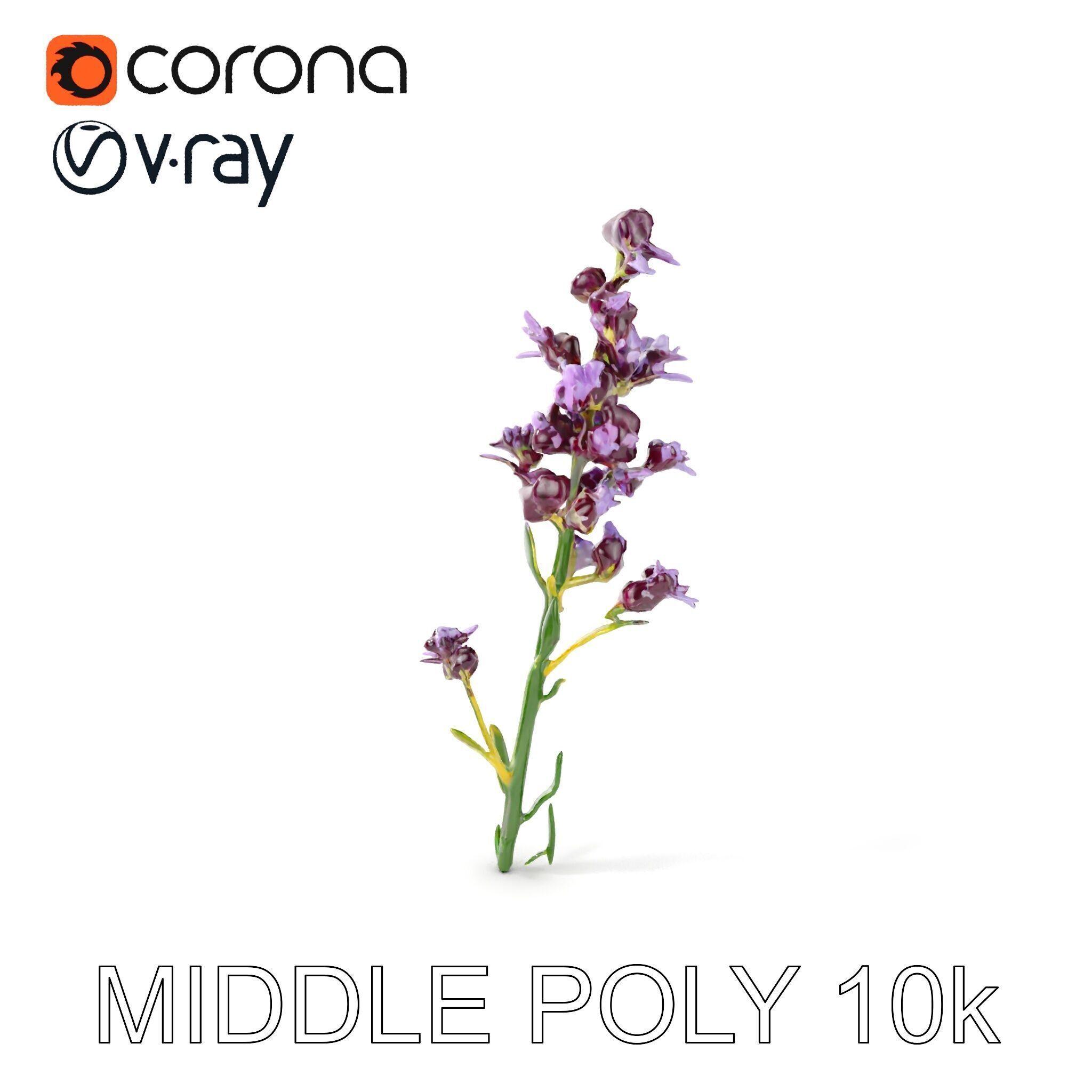 Lavender Flower D Model Pack Low-poly 3D model_11