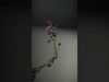 Lavender Flower D Model Pack Low-poly 3D model_2