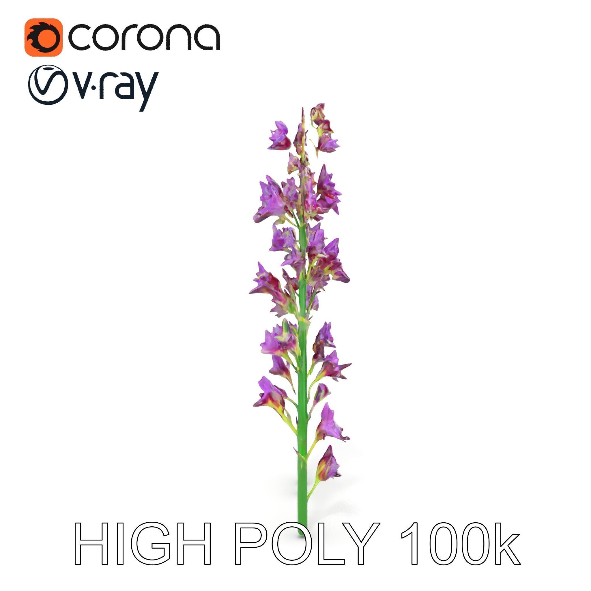 Lavender Flower Model Pack for Realistic Rendering Low-poly 3D model_11