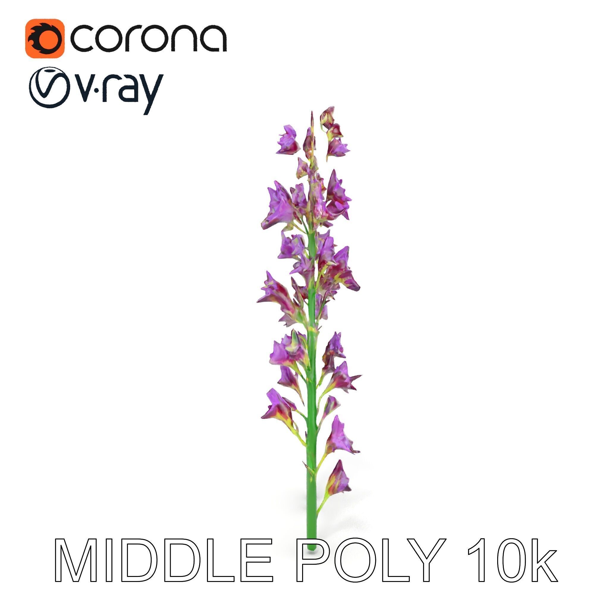 Lavender Flower Model Pack for Realistic Rendering Low-poly 3D model_12