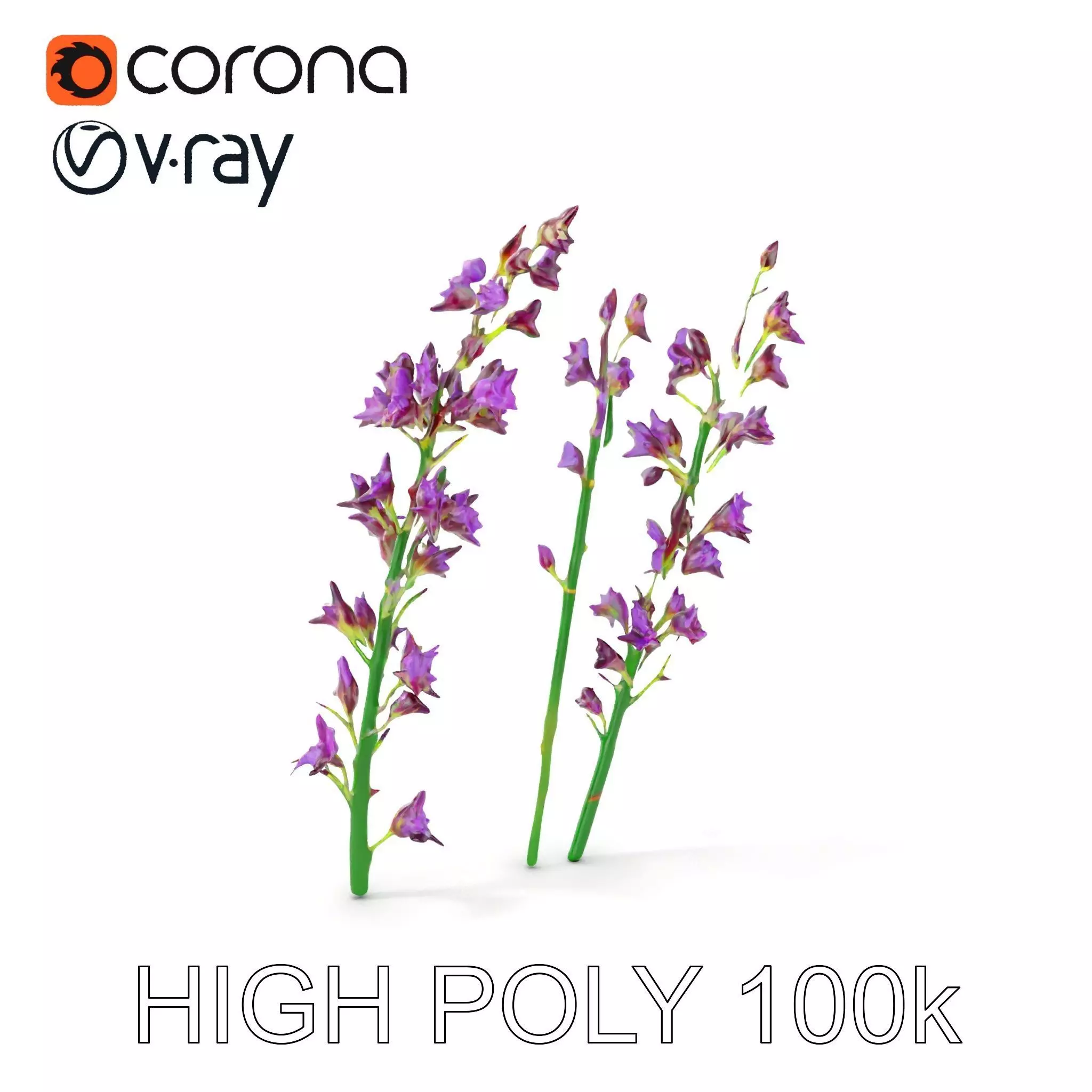 Lavender Flower Model Pack for Realistic Rendering Low-poly 3D model_0