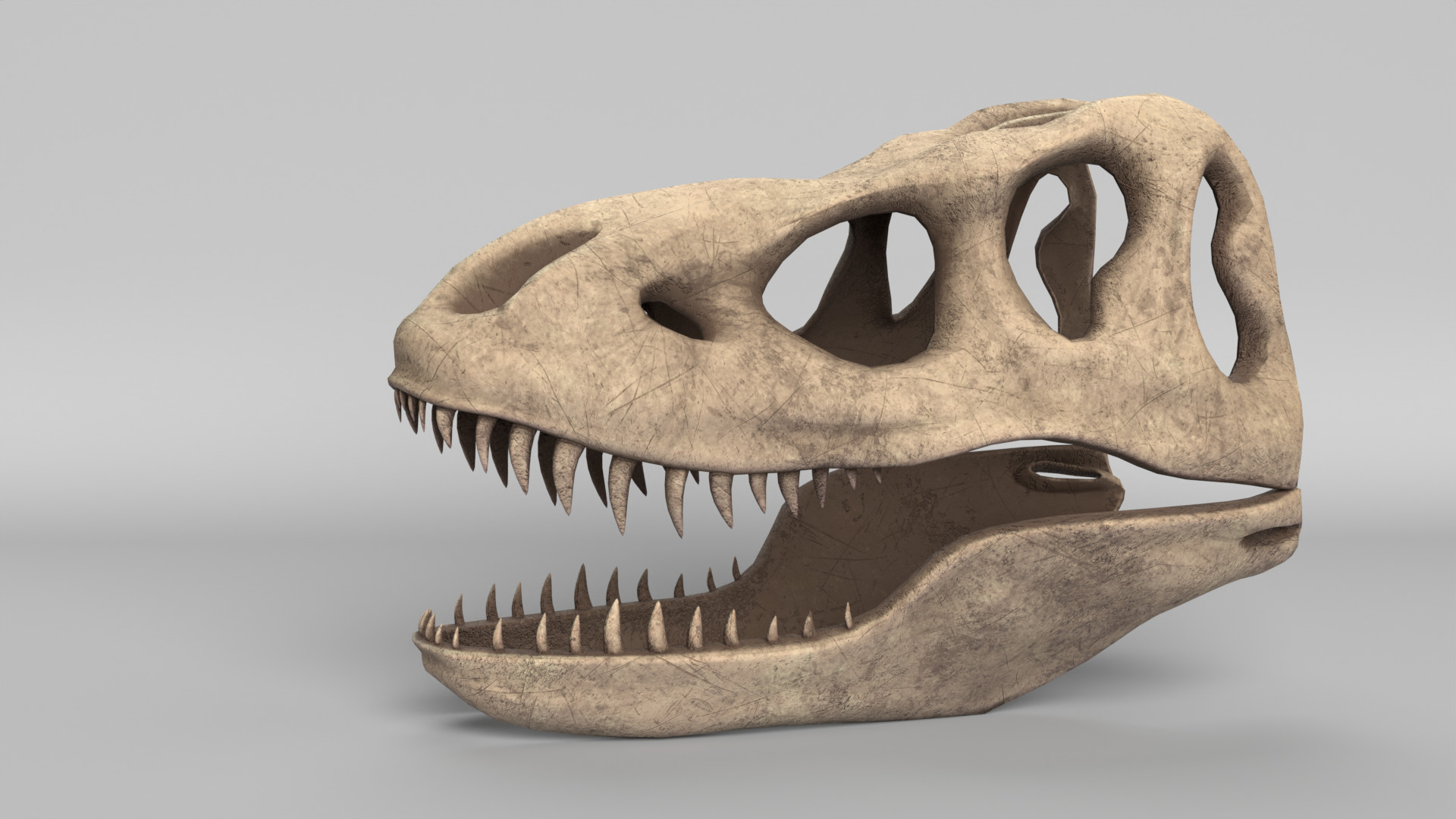 Tyrannosaurus Rex Skull 3D model_4
