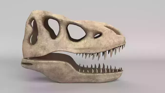 Tyrannosaurus Rex Skull 3D model Tyrannosaurus Rex Skull 3D model
