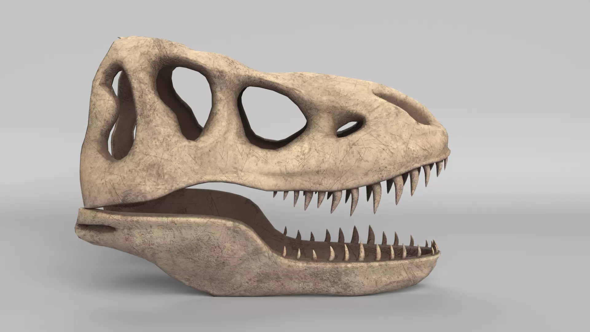 Tyrannosaurus Rex Skull 3D model_0