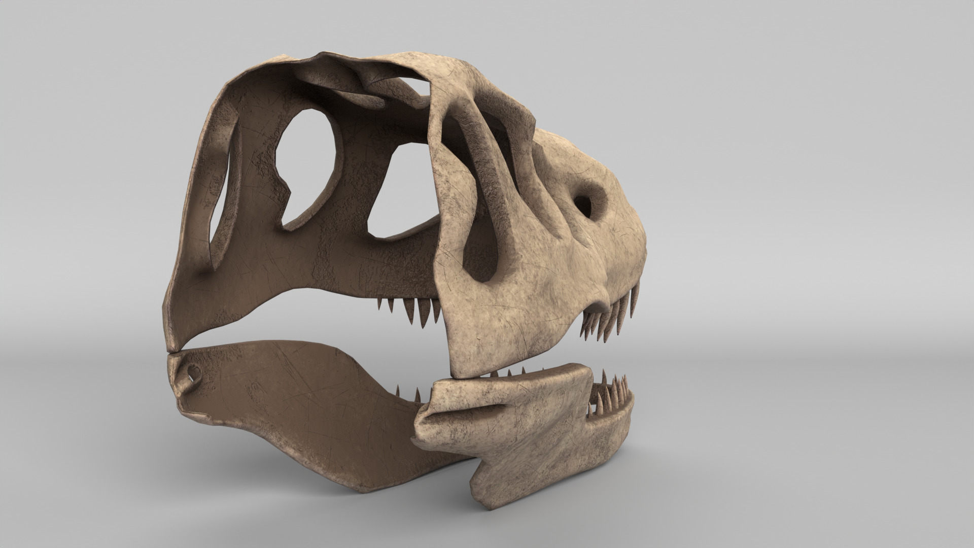 Tyrannosaurus Rex Skull 3D model_2