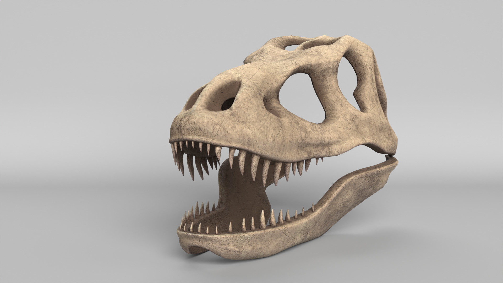 Tyrannosaurus Rex Skull 3D model_5