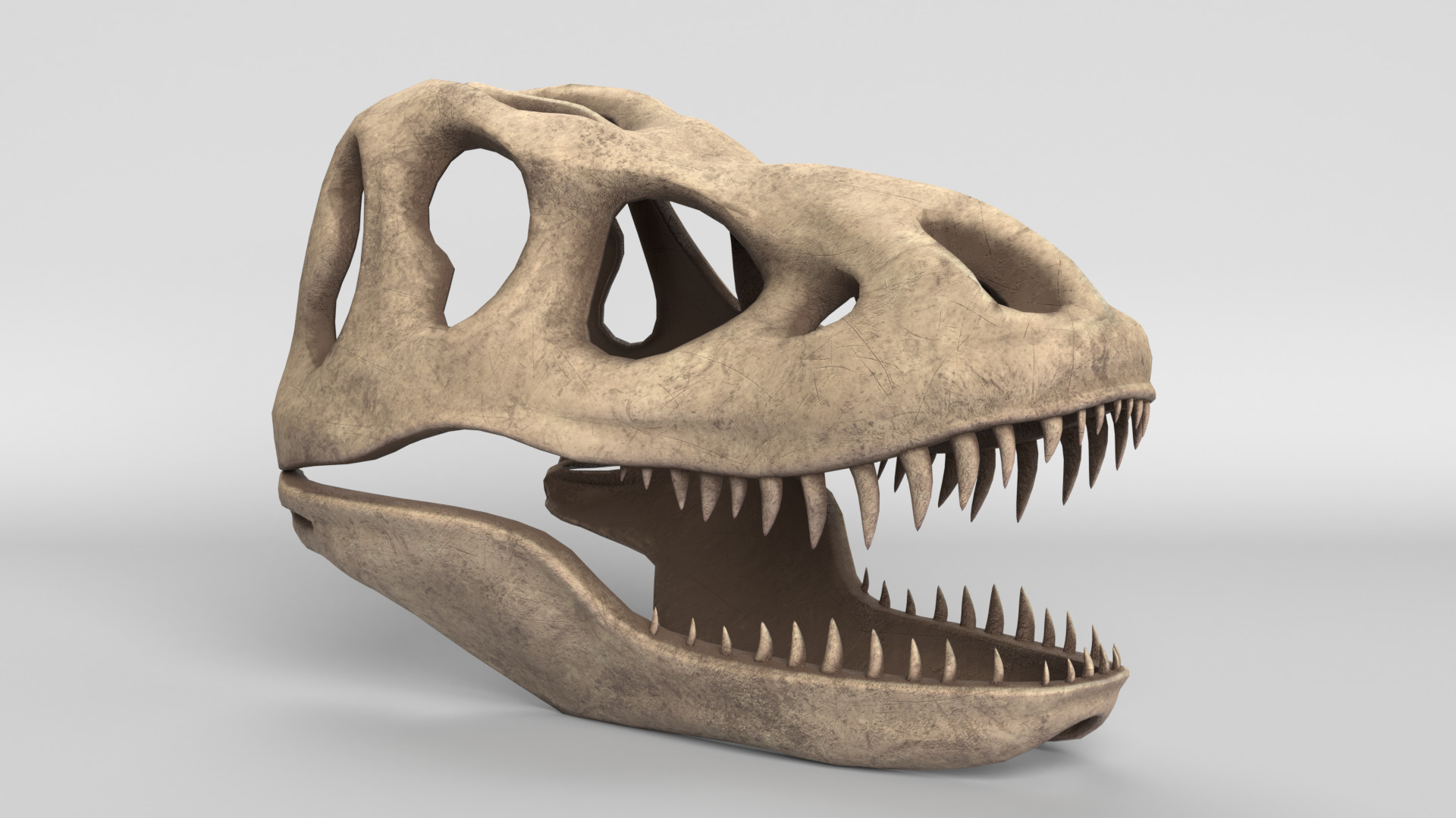 Tyrannosaurus Rex Skull 3D model_7