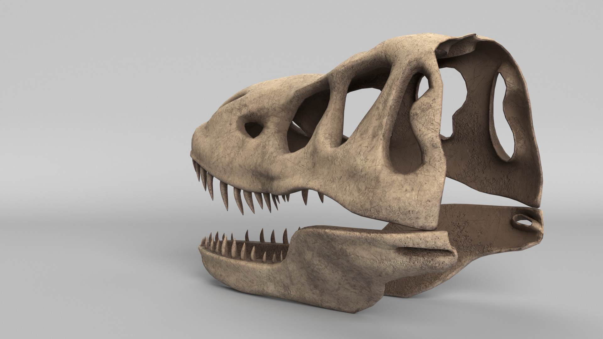 Tyrannosaurus Rex Skull 3D model_3