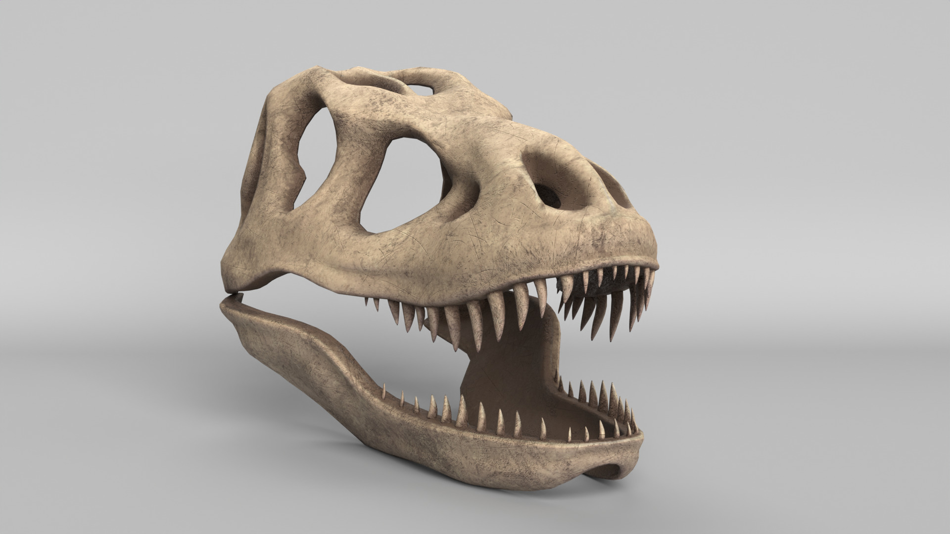Tyrannosaurus Rex Skull 3D model_6