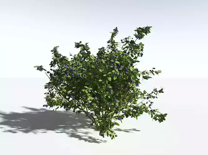 EVERYPlant European Blueberry -20 Models- 3D model