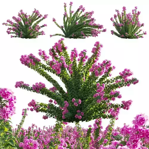 Bougainvillea - Paper Flower 01