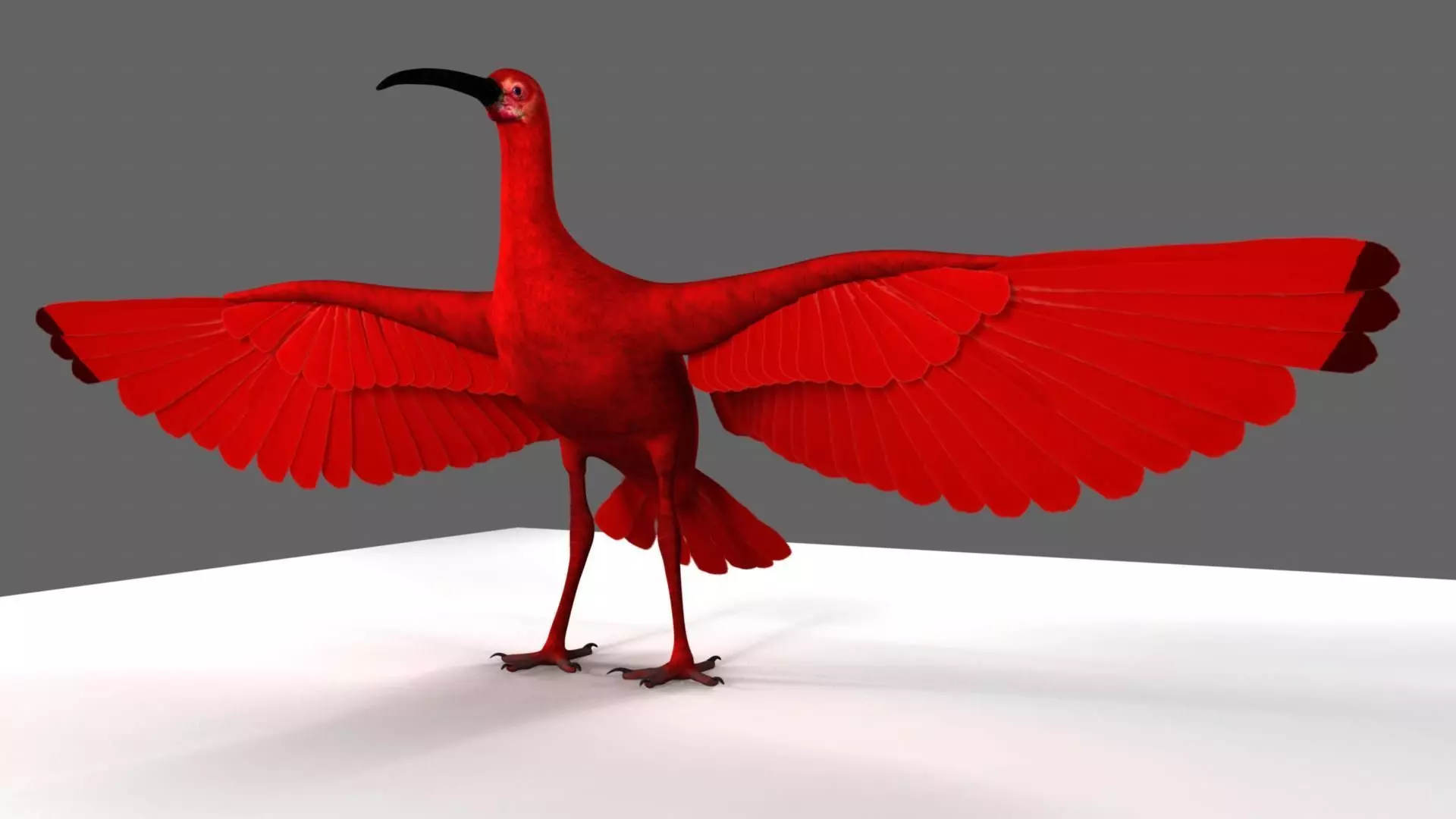Scarlet ibis 3D model_0