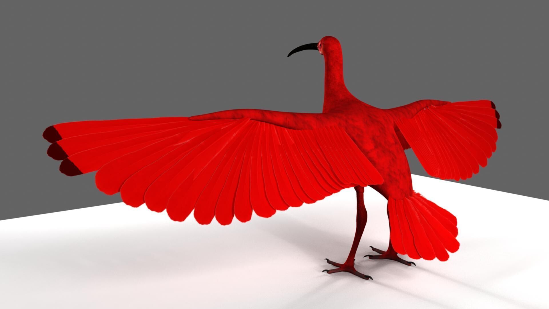 Scarlet ibis 3D model_34