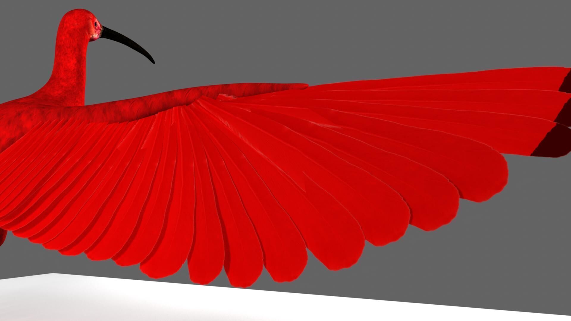 Scarlet ibis 3D model_9