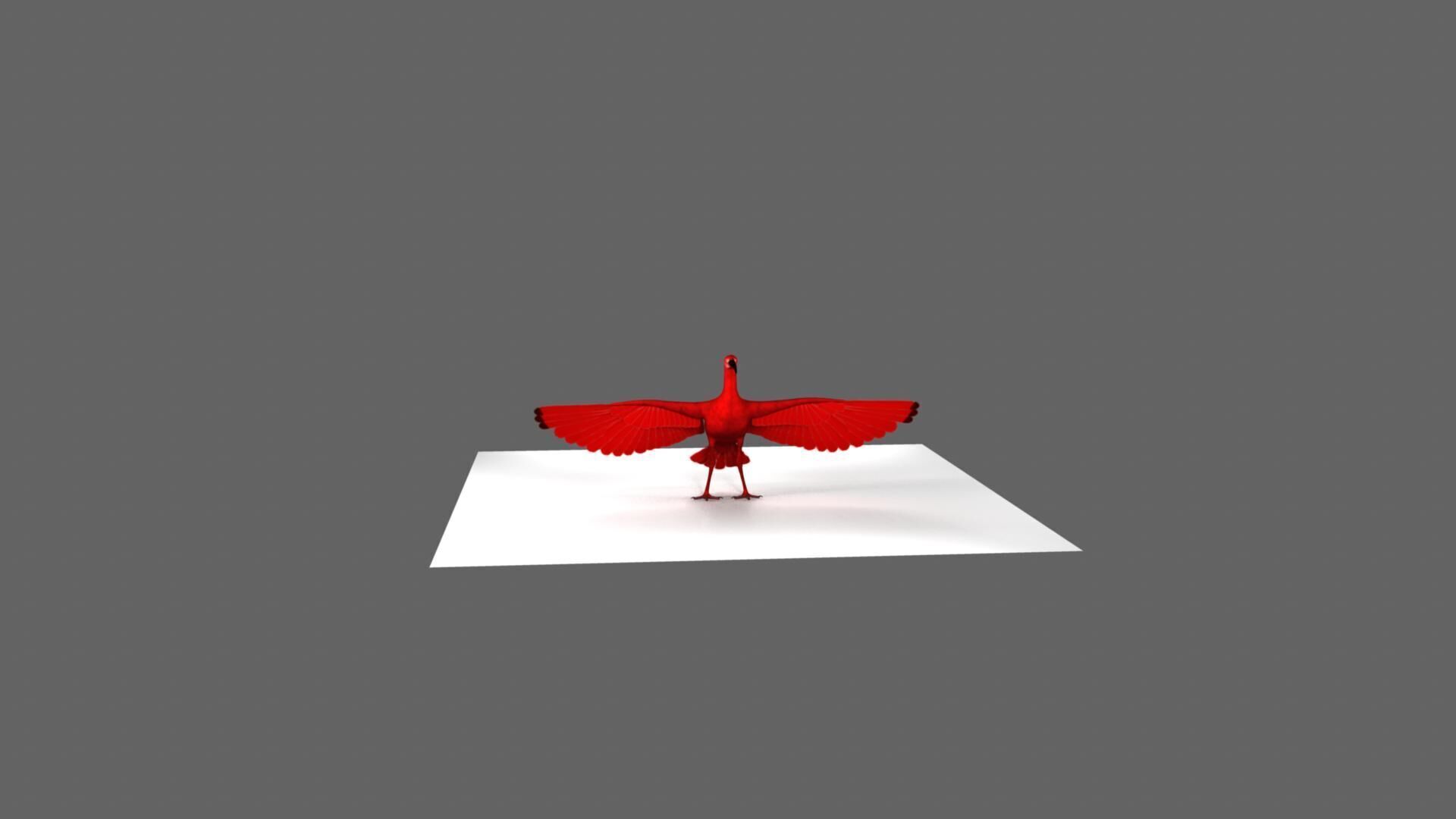 Scarlet ibis 3D model_16