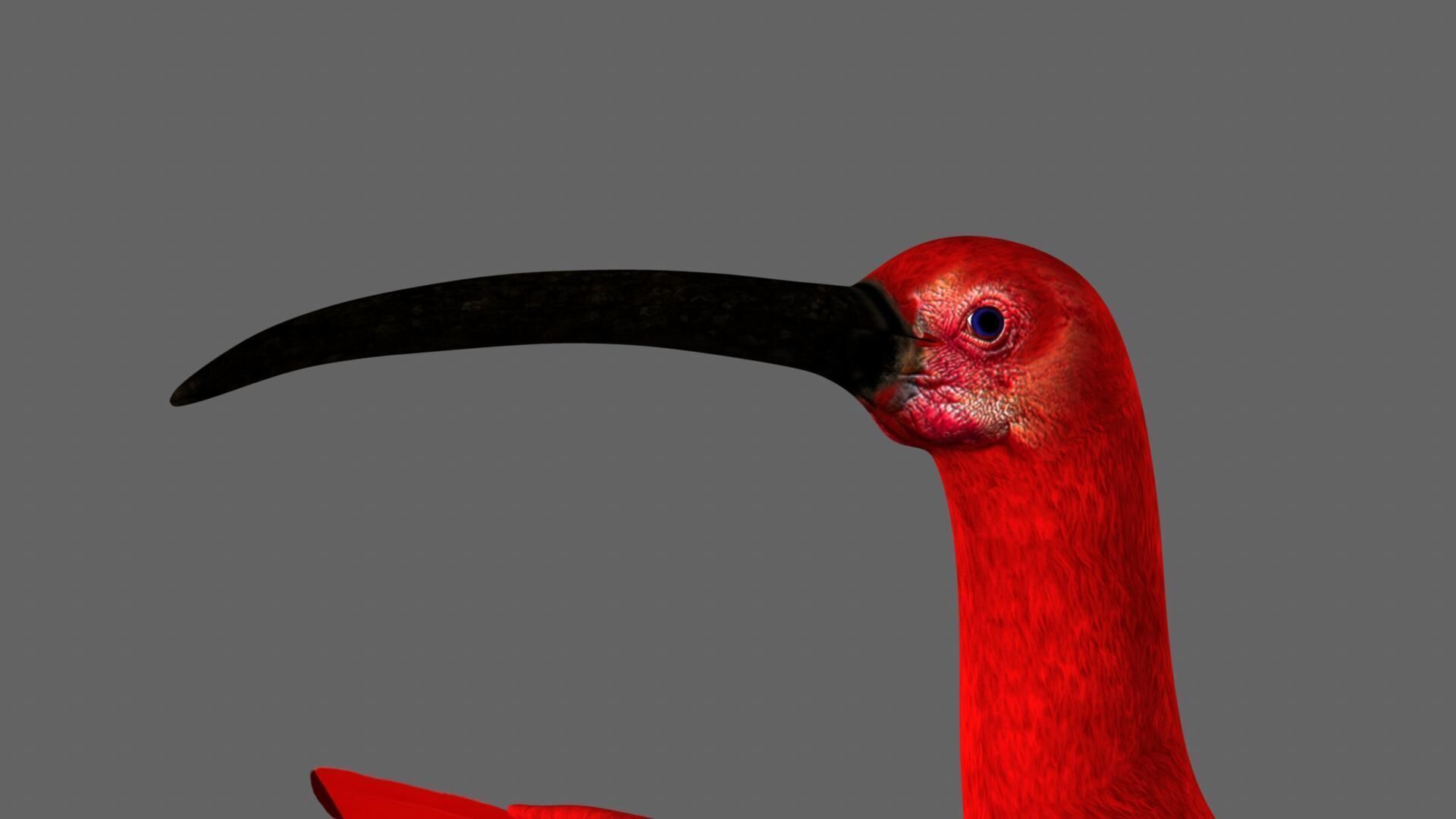 Scarlet ibis 3D model_11