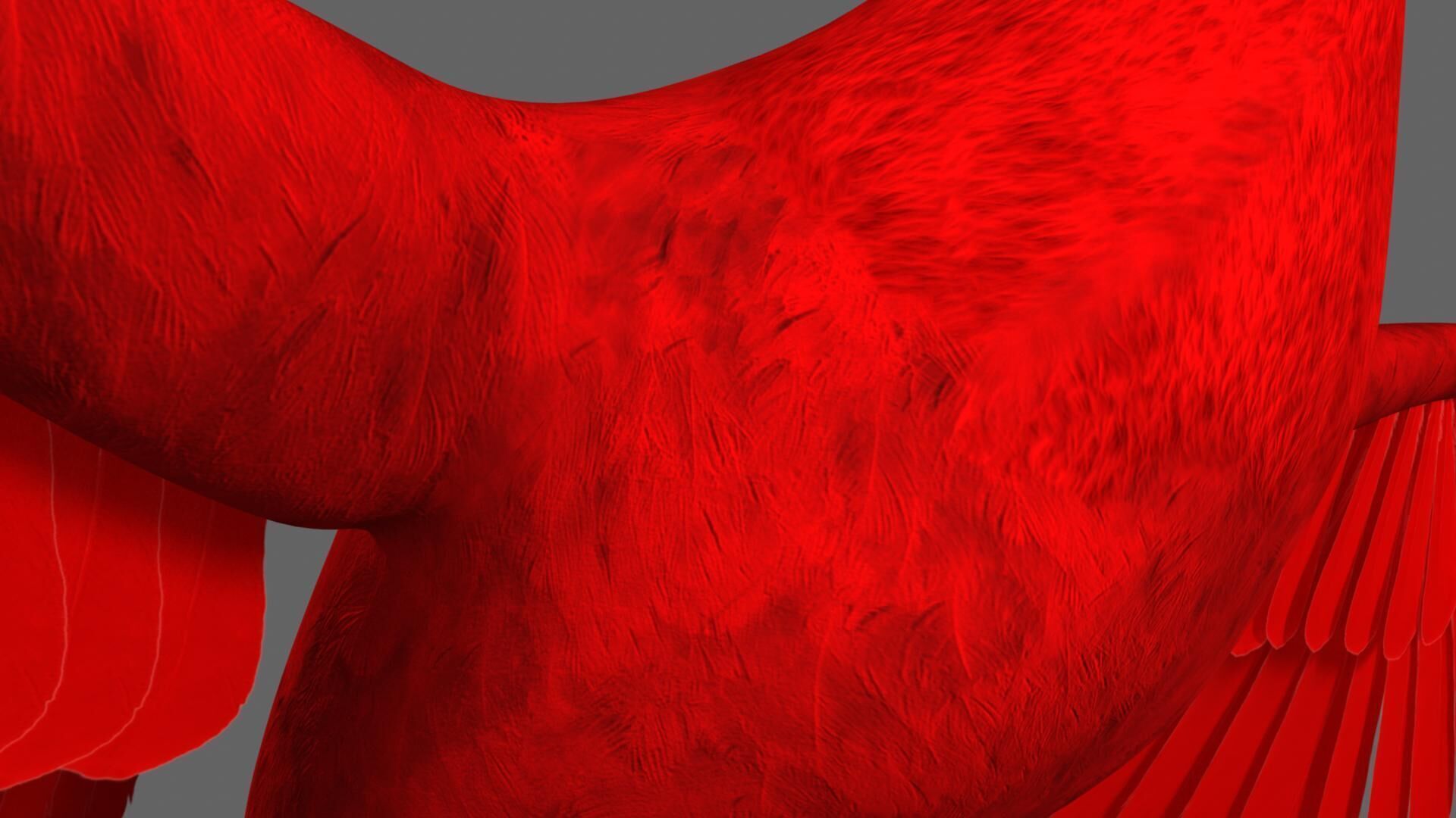 Scarlet ibis 3D model_6