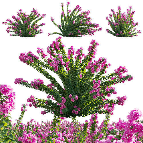 Bougainvillea - Paper Flower 01 - GrowFX 3D model