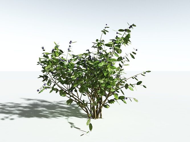 EVERYPlant European Blueberry LowPoly -20 Models- Low-poly 3D model