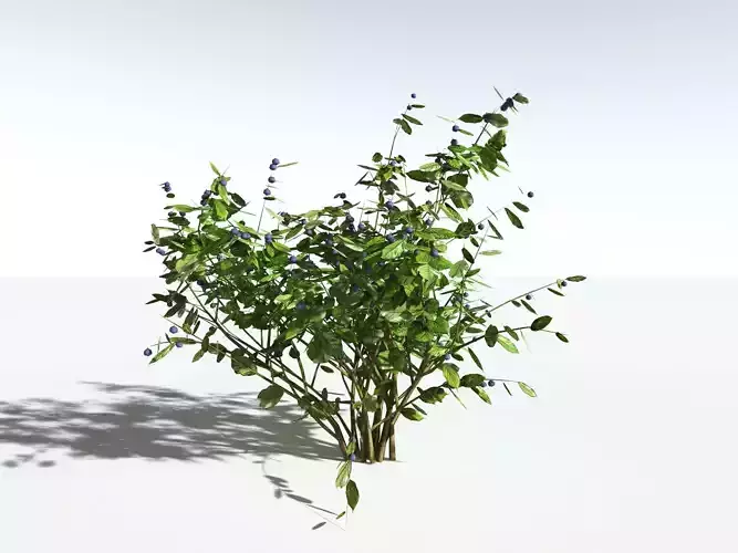 EVERYPlant European Blueberry LowPoly -20 Models- Low-poly 3D model