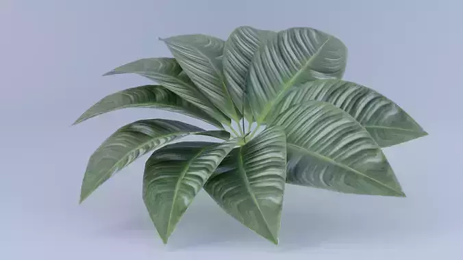 Tropical Decorative Plant with Large Green Leaves  3D Model 