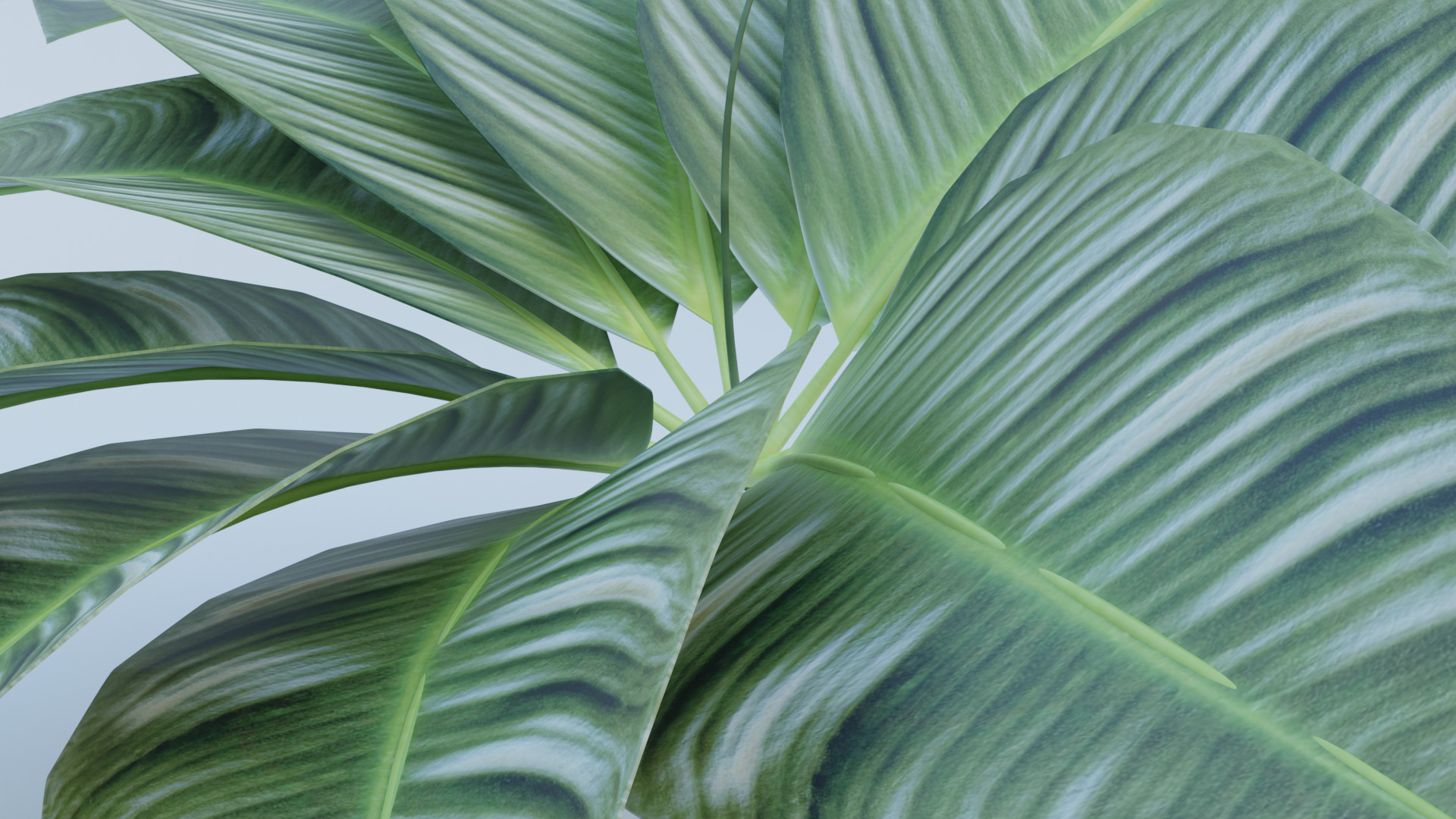 Tropical Decorative Plant with Large Green Leaves 3D Model Low-poly 3D model_2