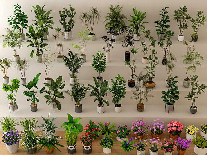 Bonsai is now a collection of bonsai that is fleshy 3D model