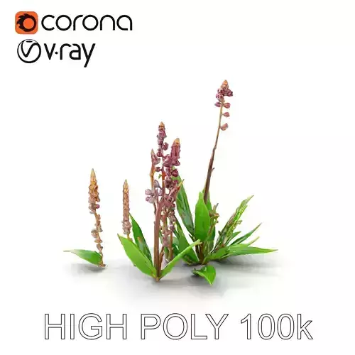 Violet Flower Collection D Model Pack