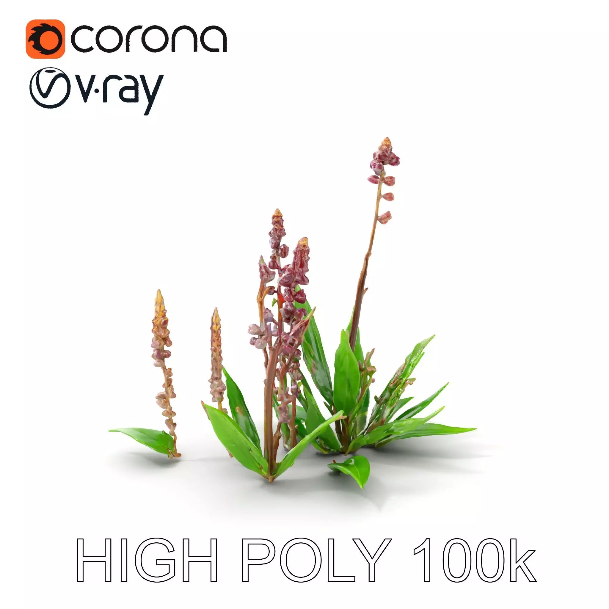Violet Flower Collection D Model Pack Low-poly 3D model_0