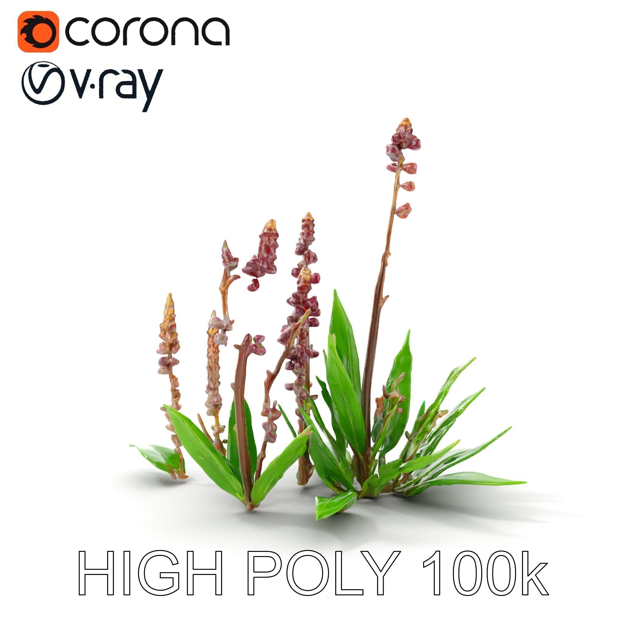 Violet Flower Collection D Model Pack Low-poly 3D model_31