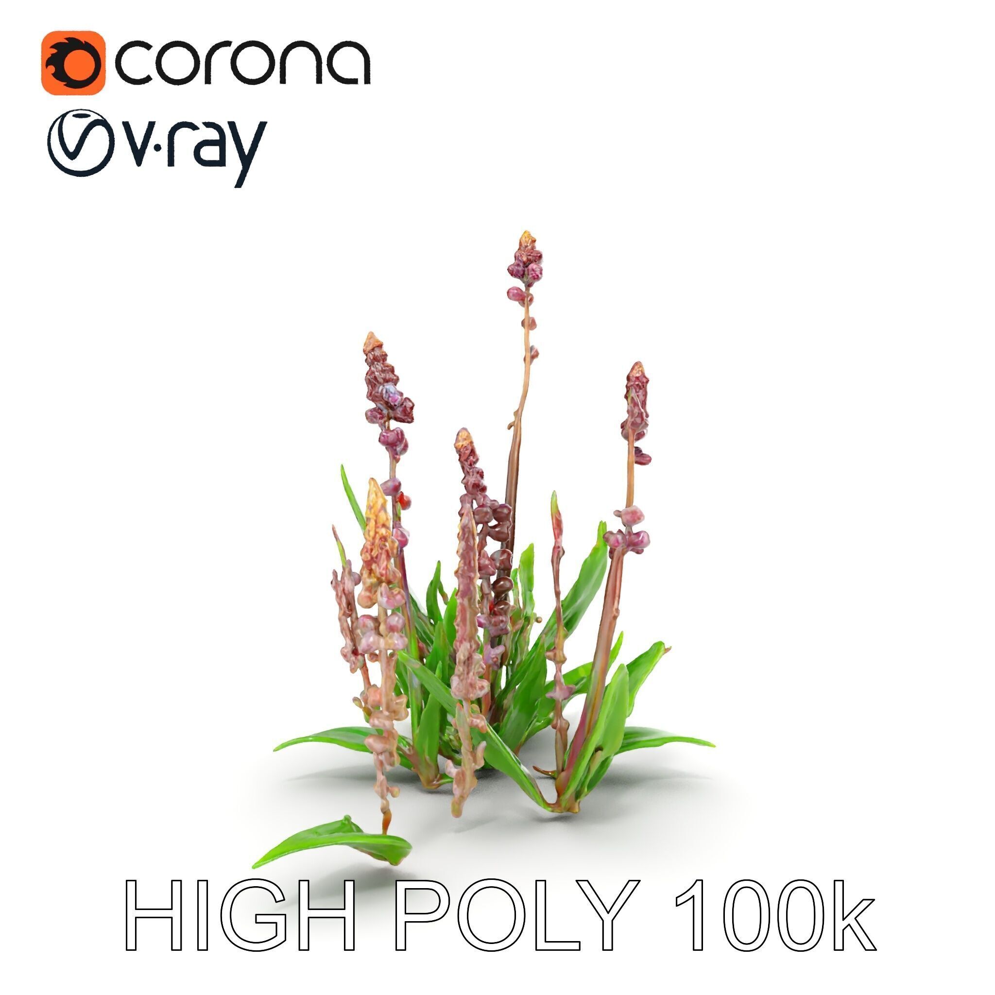 Violet Flower Collection D Model Pack Low-poly 3D model_26