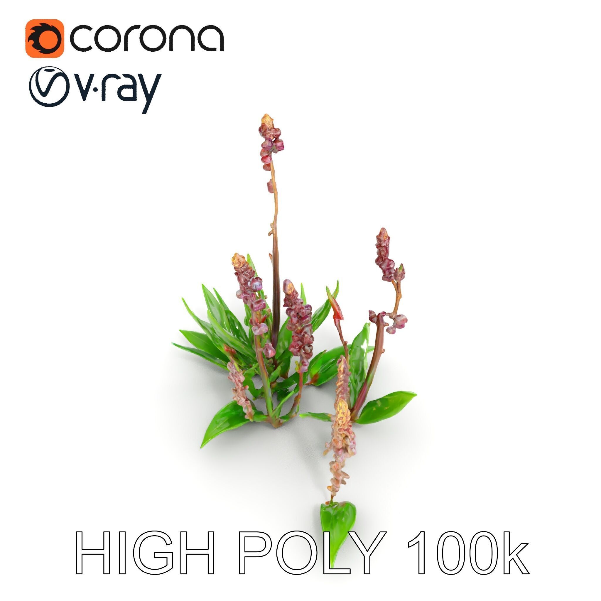 Violet Flower Collection D Model Pack Low-poly 3D model_25