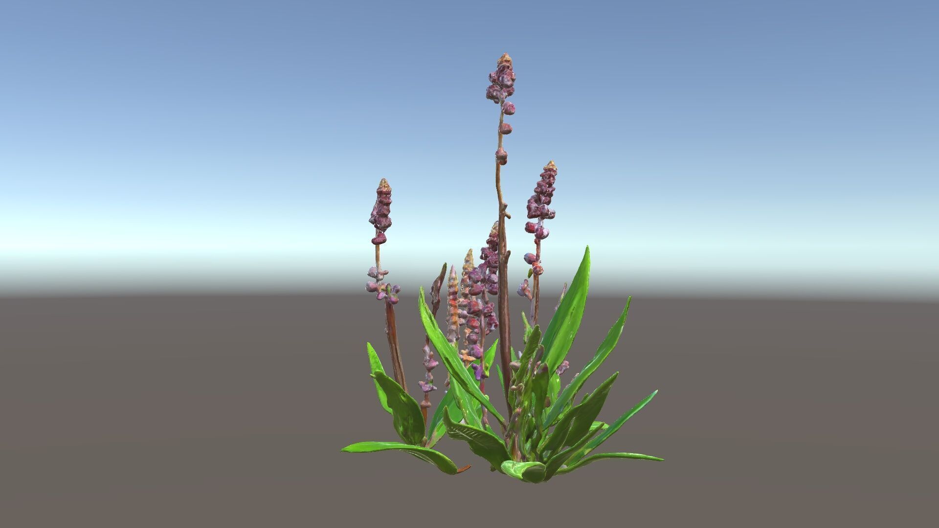 Violet Flower Collection D Model Pack Low-poly 3D model_35