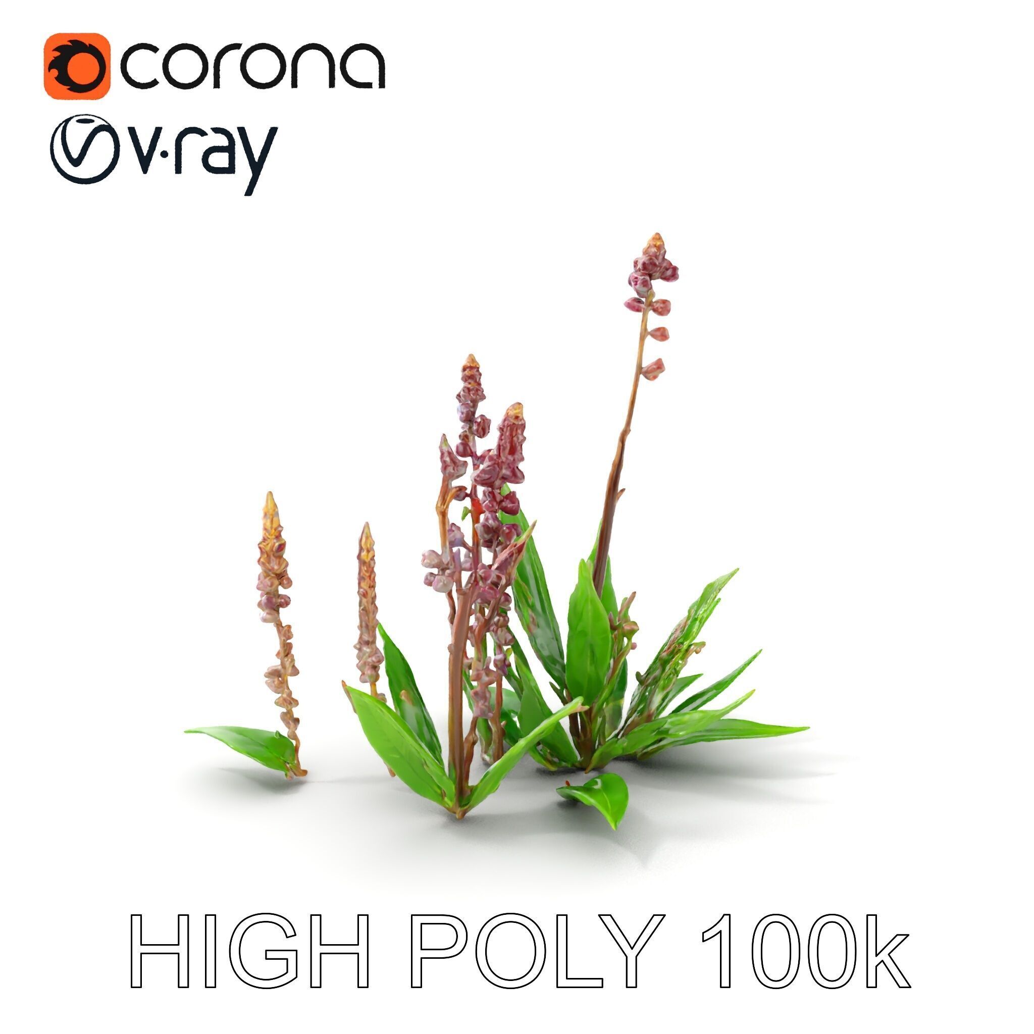 Violet Flower Collection D Model Pack Low-poly 3D model_10