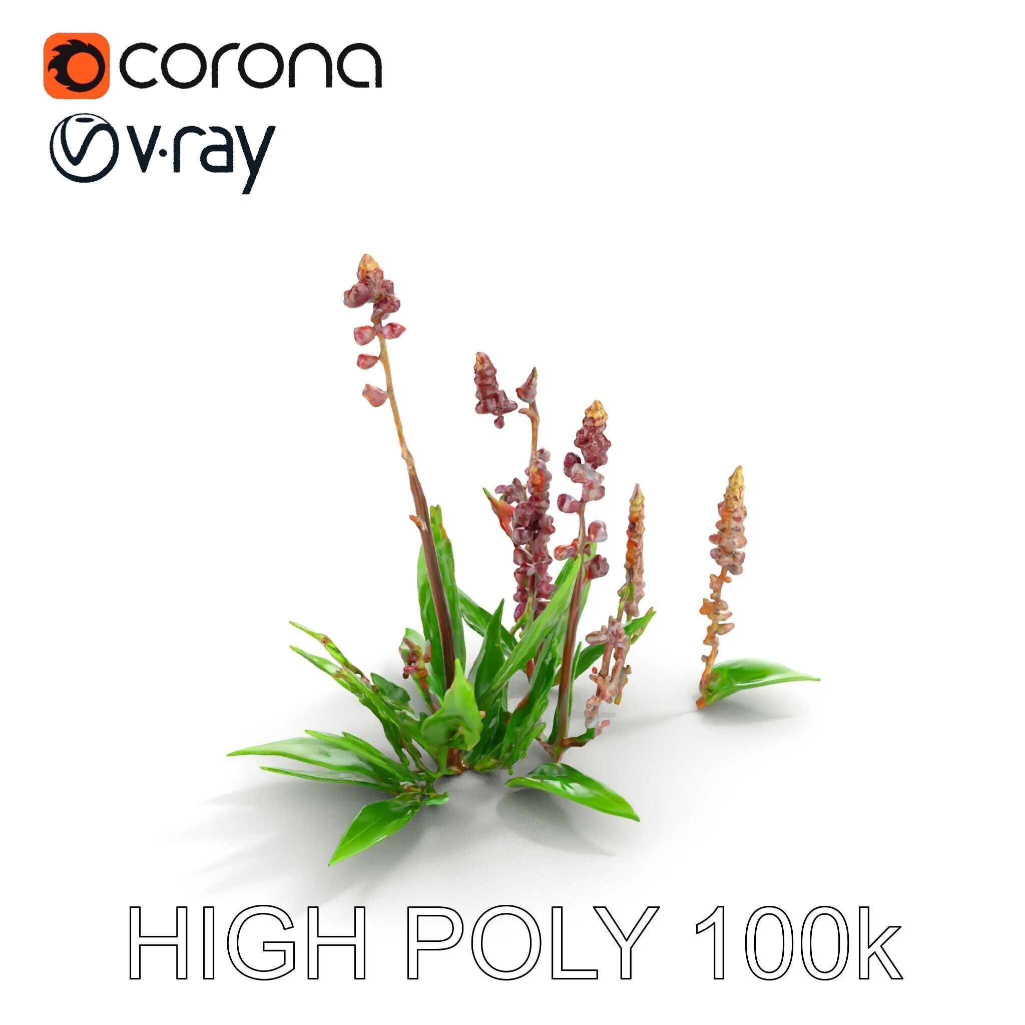 Violet Flower Collection D Model Pack Low-poly 3D model_8