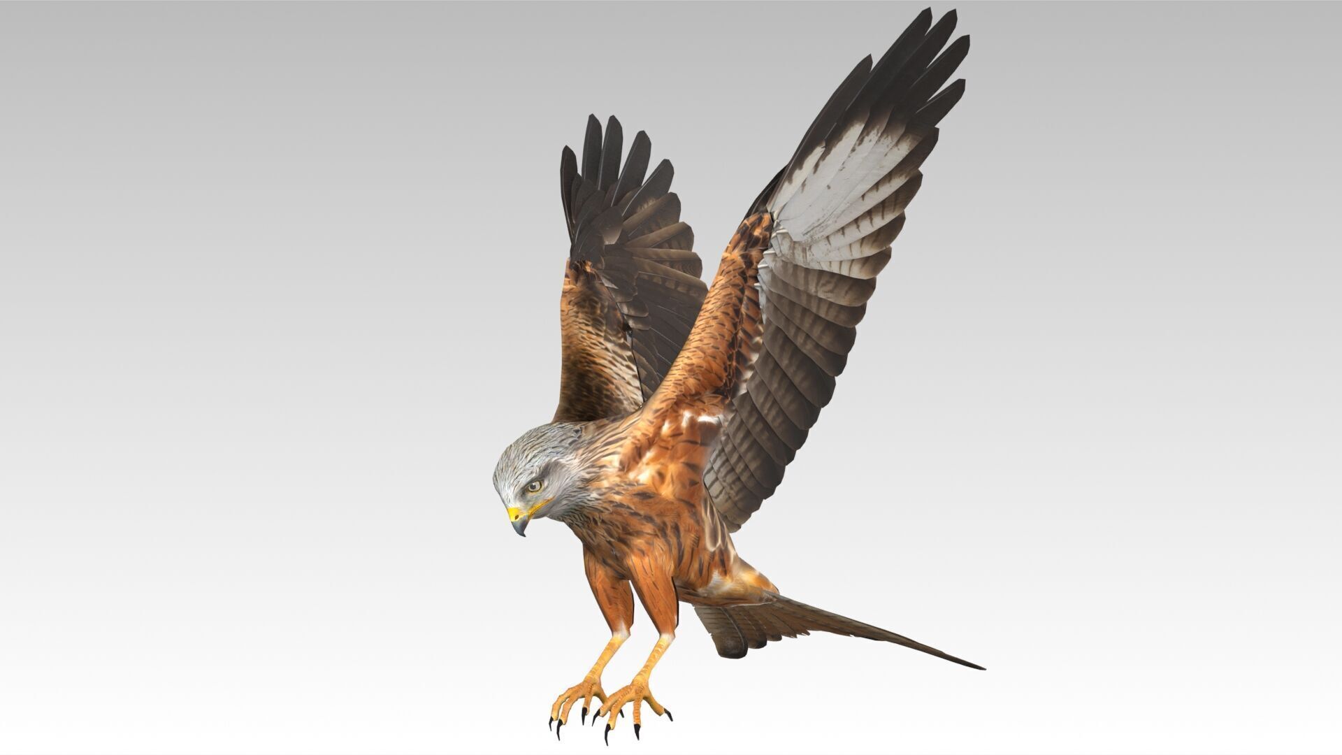Red Kite Low-poly 3D model_8