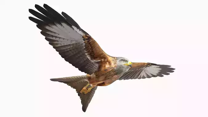 Red Kite Low-poly 3D model