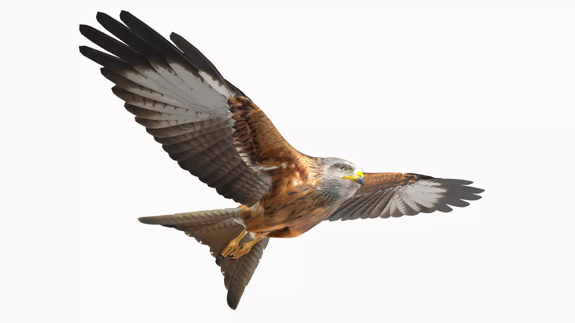 Red Kite Low-poly 3D model_0