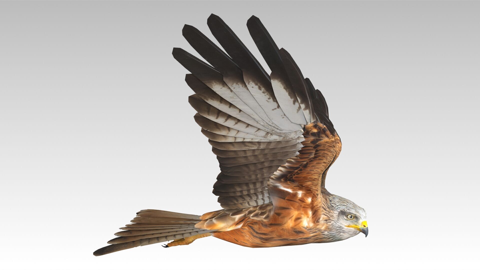Red Kite Low-poly 3D model_3