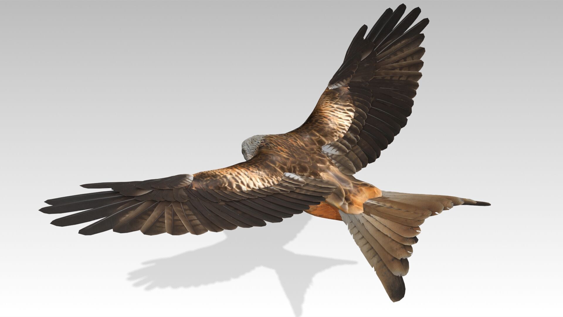 Red Kite Low-poly 3D model_4