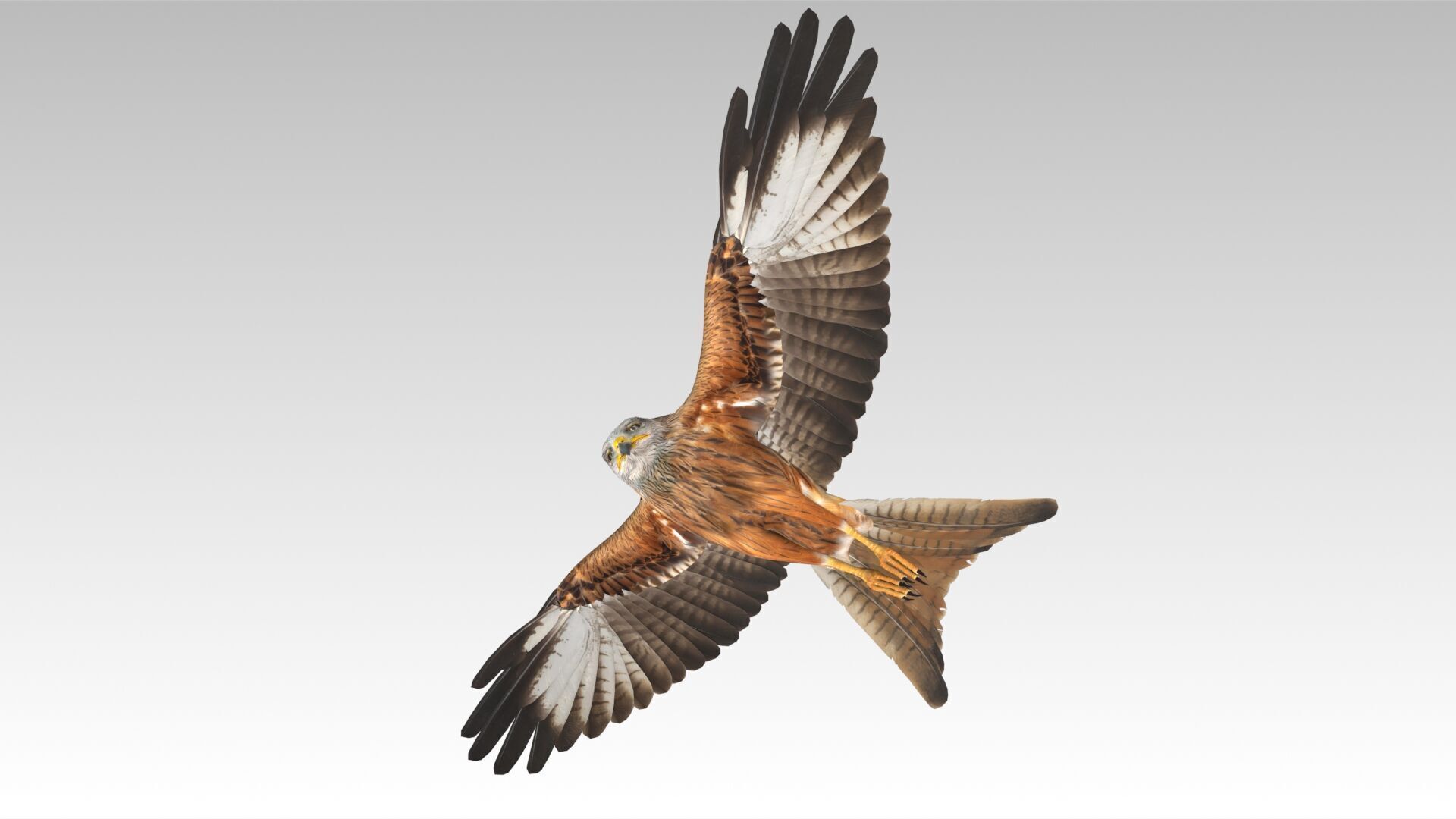 Red Kite Low-poly 3D model_2