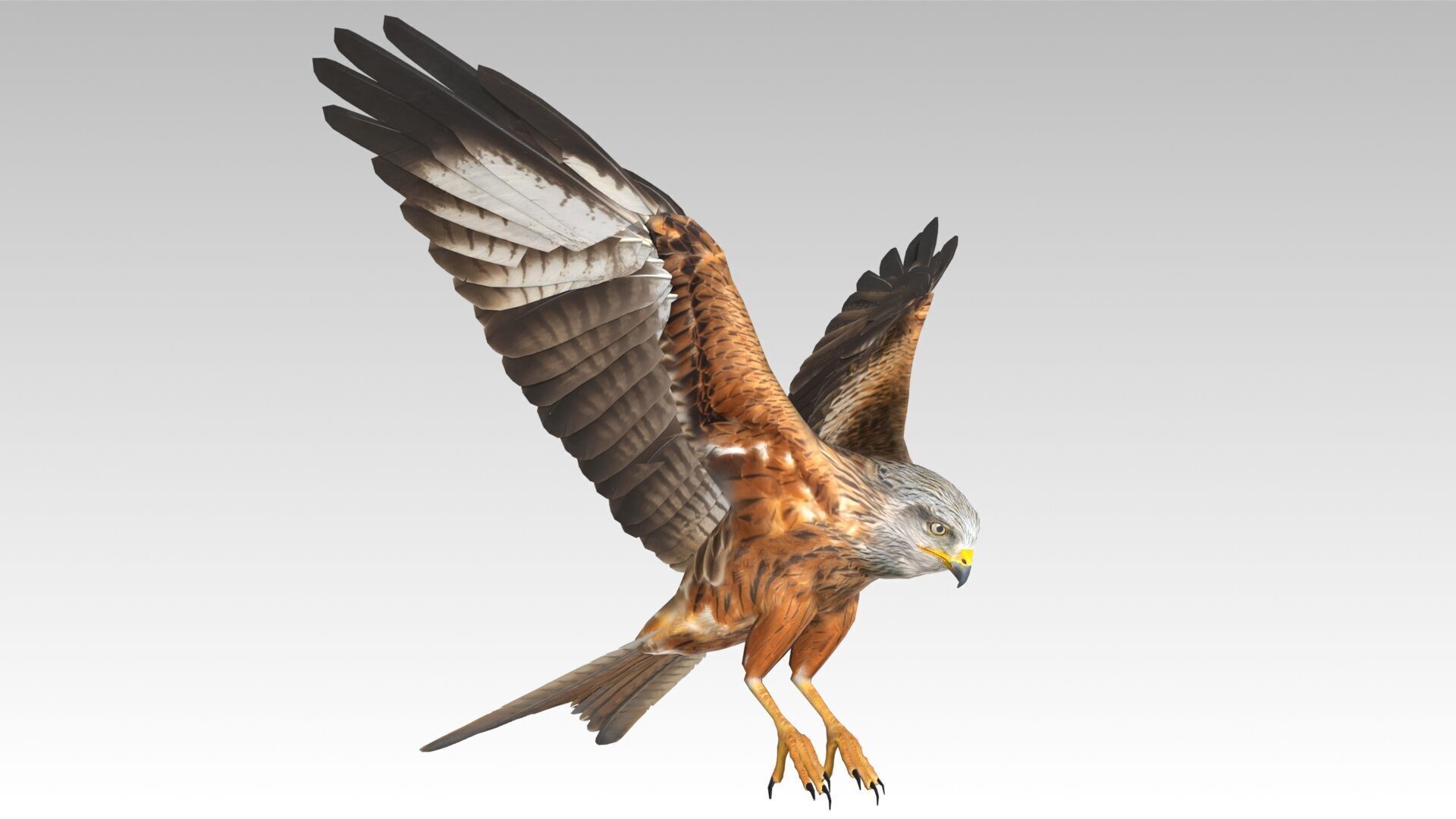 Red Kite Low-poly 3D model_6