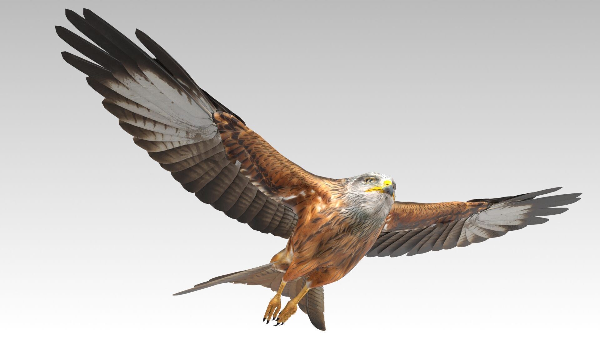 Red Kite Low-poly 3D model_5