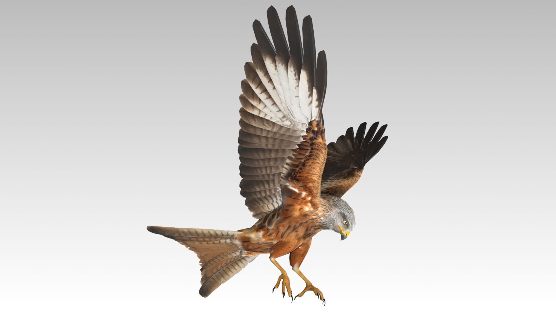 Red Kite Low-poly 3D model_9