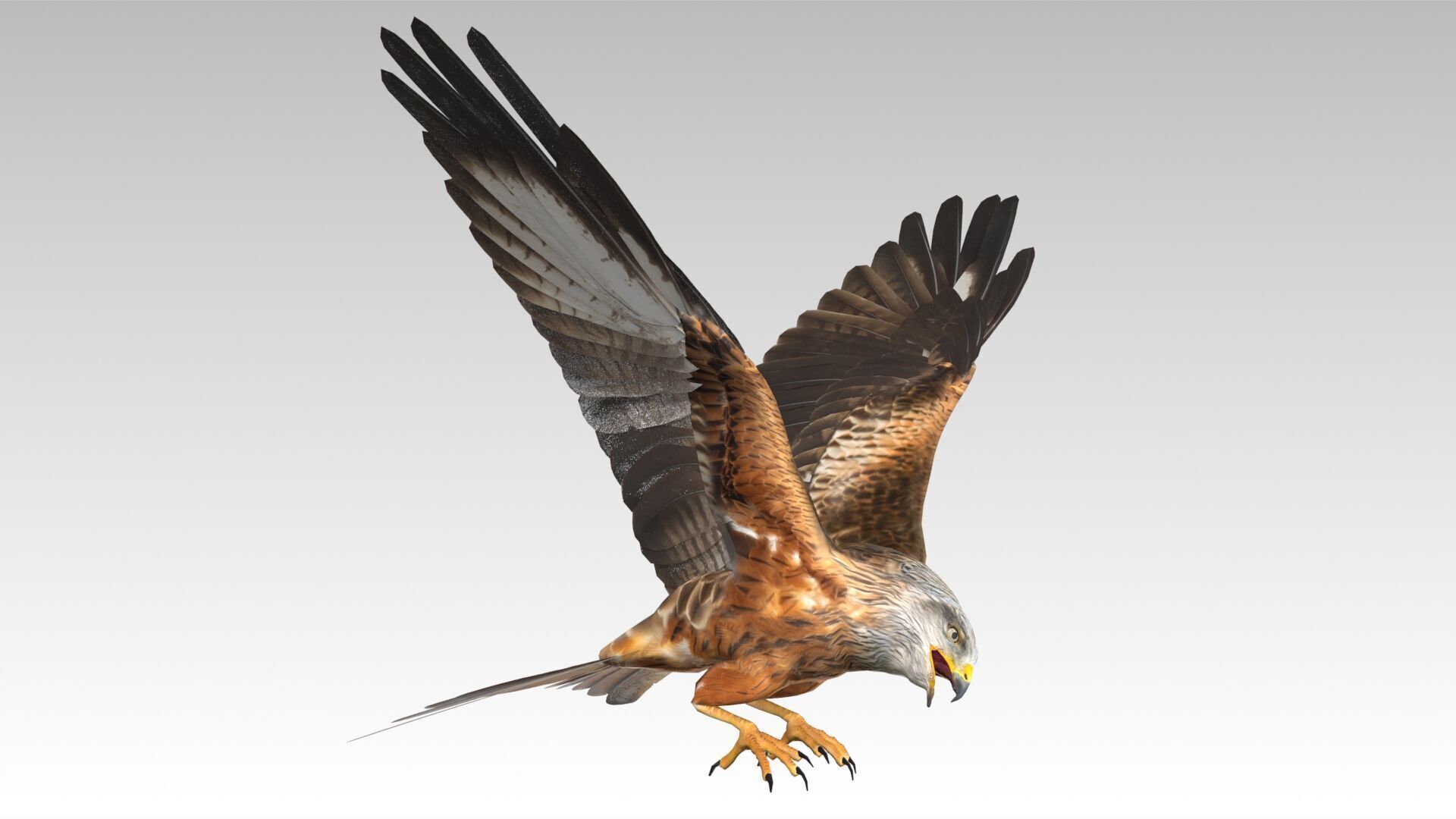 Red Kite Low-poly 3D model_7