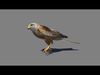 Red Kite Low-poly 3D model_1
