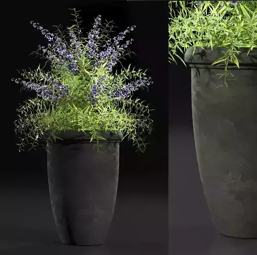 Plant 7 lilacs in pot